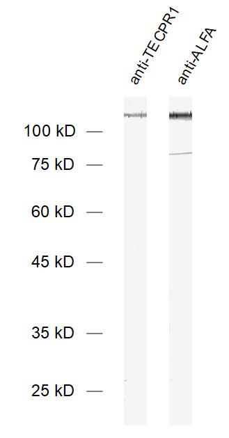 TECPR1, Polyclonal rabbit purified antibody